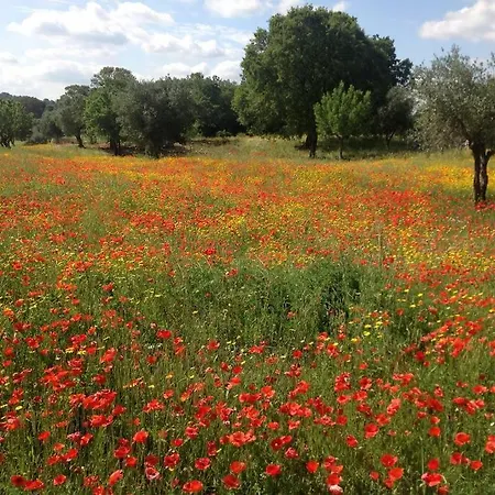 Mandorle צ'יסטרנינו